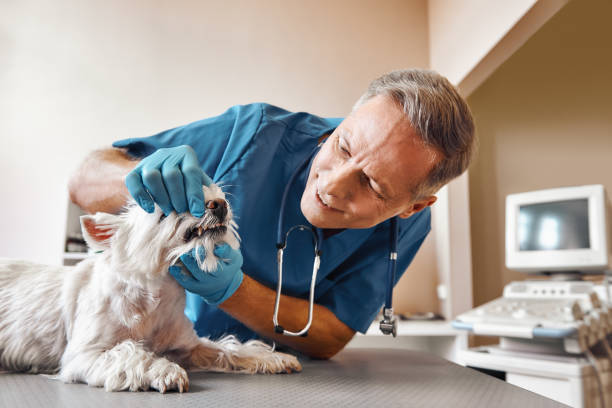 Best Emergency Dental Care for Broken or Chipped Teeth in Palm Bay, FL